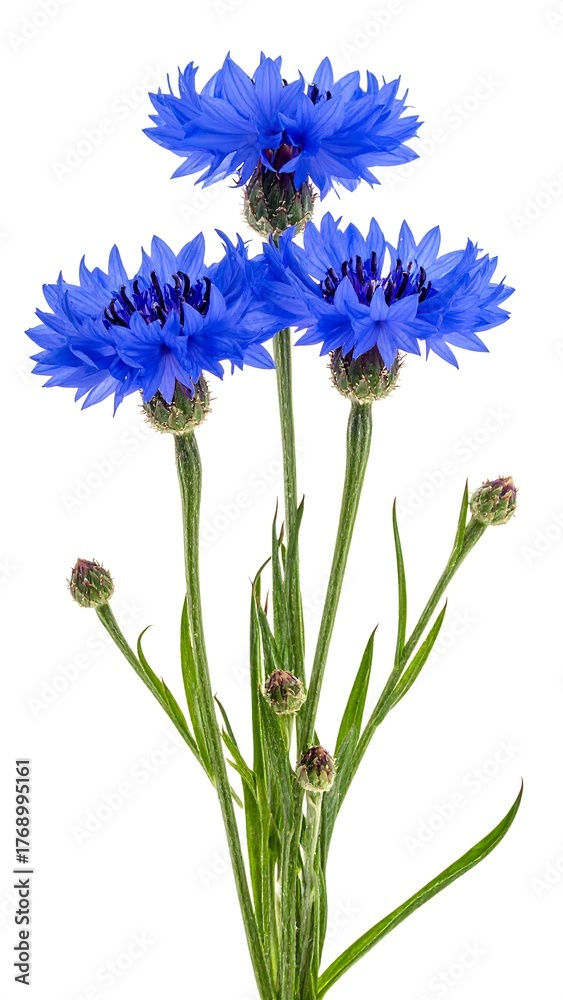 Fototapeta premium Arrangement of vibrant, blue blooms with buds and delicate green foliage