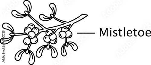 Mistletoe branch illustration with berries and leaves