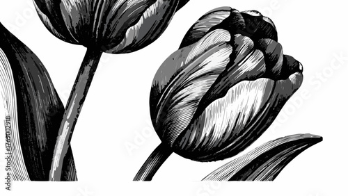 Elegant grayscale tulip floral design element, perfect for sophisticated branding and invitations
