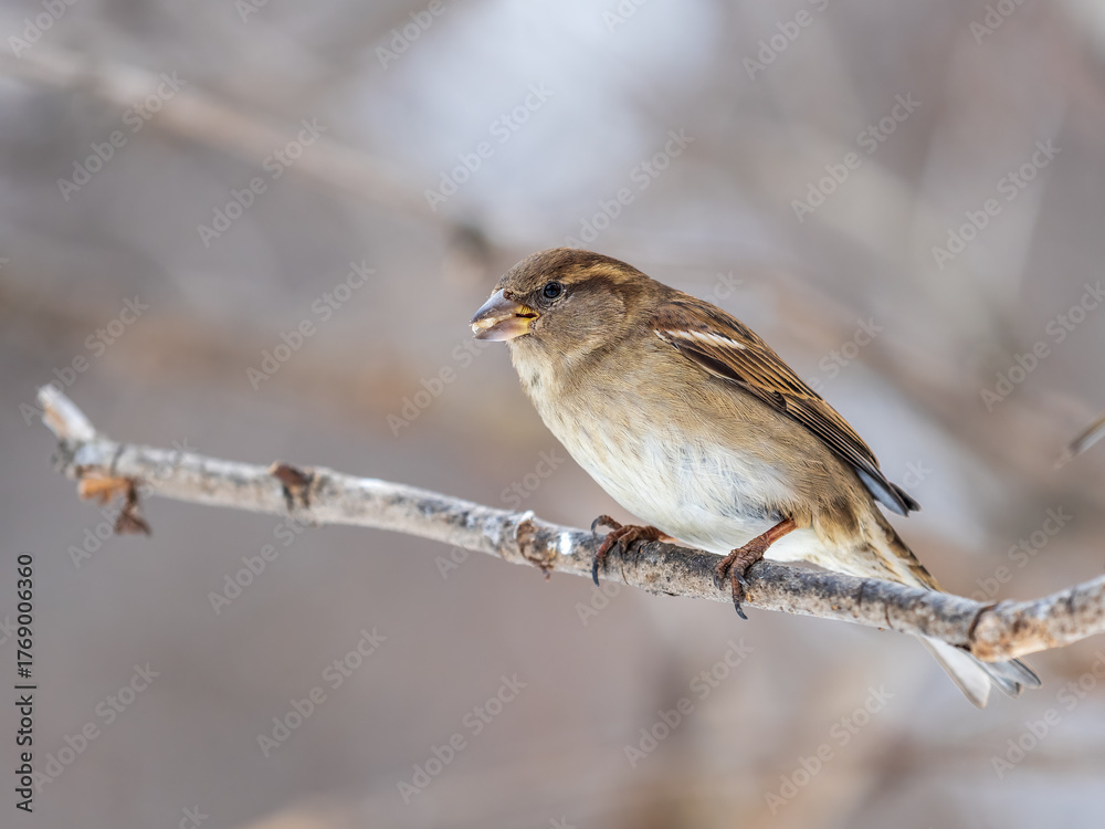 Fototapeta premium Sparrow sits on a branch without leaves.