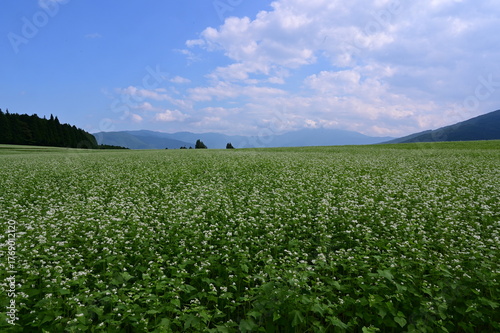 坂下椛の湖の蕎麦の花