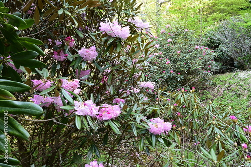 奥平の石楠花園