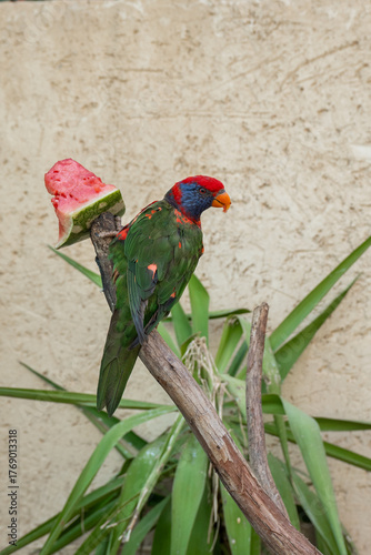 A vibrant parrot sits on a branch, enjoying a slice of watermelon. The tropical bird features bright colors and is surrounded by green plants, creating a lively scene.