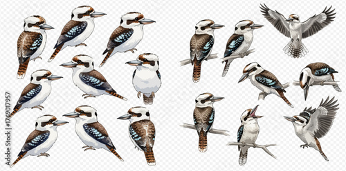 A collection of kookaburra bird illustrations in various poses and angles.