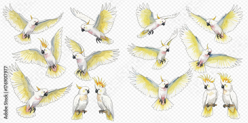 Watercolor painting of cockatoos in various poses, some flying, some perched.