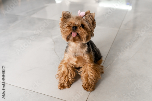 A cheerful Yorkshire Terrier sits on a smooth, light-colored floor. The dog has a cute pink bow on its head and appears to be playfully sticking out its tongue, expressing joy.