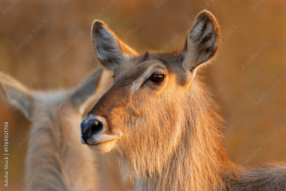 Φωτογραφία Portrait of a female waterbuck (Kobus ellipsiprymnus), Kruger National Park, Sou