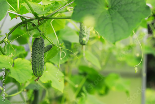 Fresh Cucumber Plants Growing in a Lush Greenhouse Garden