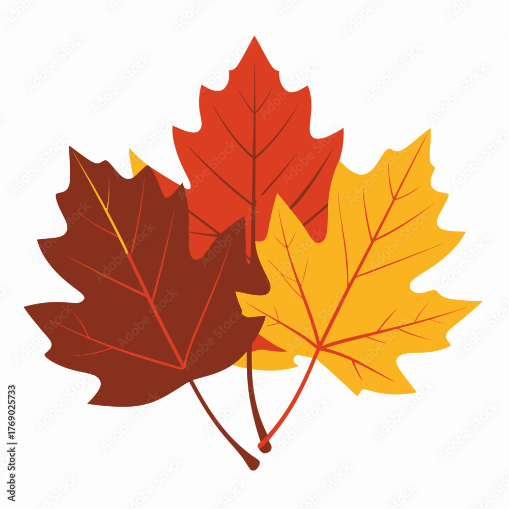 Fototapeta premium Three colorful autumn maple leaves in red yellow and brown.