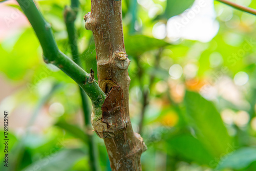 Photos Close-up shot of cassava (manioc) propagation