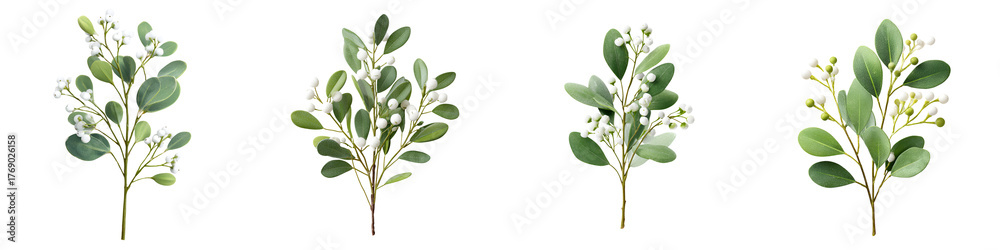 Naklejka premium Eucalyptus Branches with Flowers Set on White Background