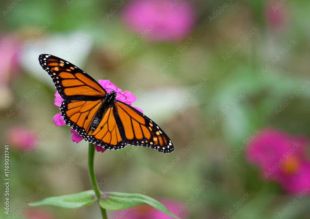 Obraz premium Migrating male Monarch butterfly (Danaus plexippus) feeding, wings opened, on a pink Zinnia flower in Texas autumn. Natural pink and green background with copy space. 