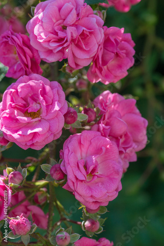 Beautiful varietal roses in the summer garden