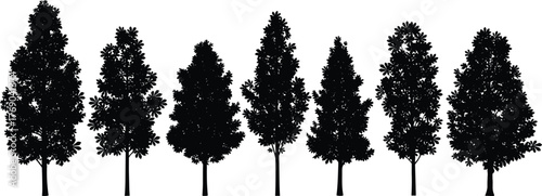 Silhouette of tall deciduous trees in forest, vector illustration of natural landscape with dense foliage for park and nature design