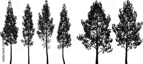 Silhouette of tall thin trees and dense foliage, vector illustration of forest landscape design for nature art and environmental concept