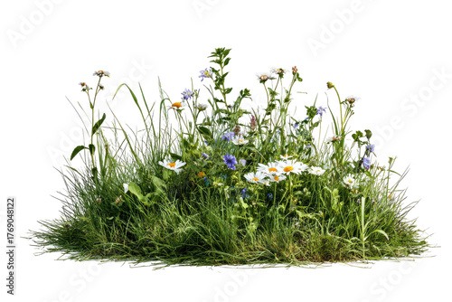 Wildgrass, tiny flowers, daisy-like blooms on black ground