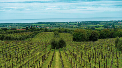 Acrylglasbilder Toskana Weinberg in der italienischen Toskana  © Lucas