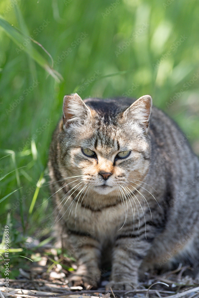 Fototapeta premium 寝そべってくつろぐ可愛い野良猫