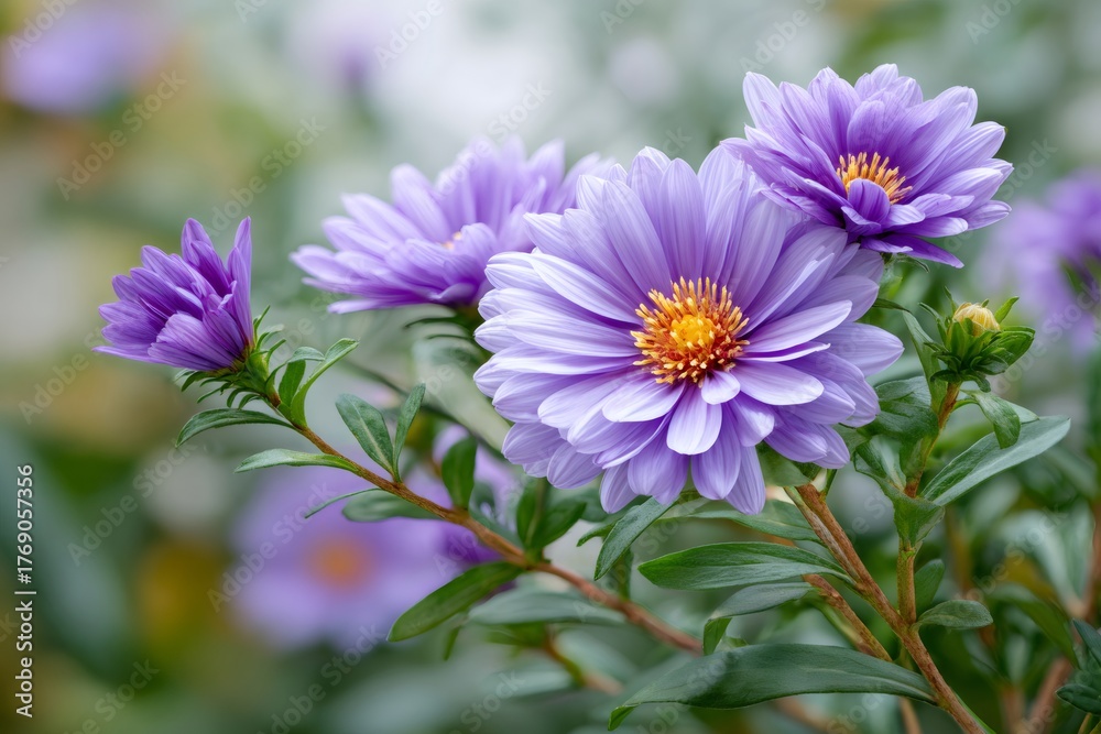 Obraz premium Purple aster flowers blooming in a natural garden