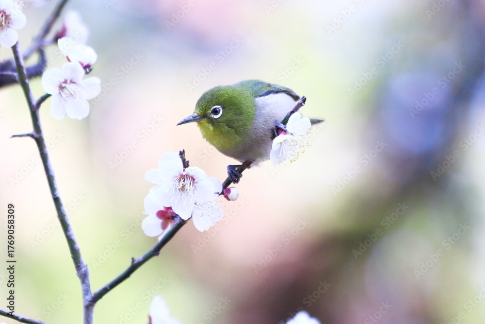 Obraz premium 美しい背景と梅の花とメジロ