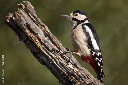 a close up of a male great spotted woodpecker, Dendrocopos major, as he perches on an old tree branch. The natural out of focus background has space for text copy