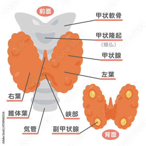 甲状腺の構造イラスト　文字あり／Labeled Thyroid Gland Anatomy Illustration