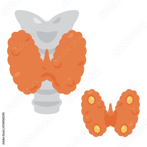 甲状腺の構造イラスト／Illustration of the Thyroid Gland Structure
