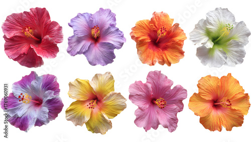 set of hibiscus flowers