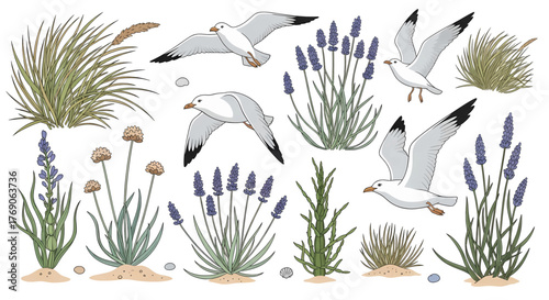 Seagulls Flying Above Coastal Plants and Lavender Vector Illustration.