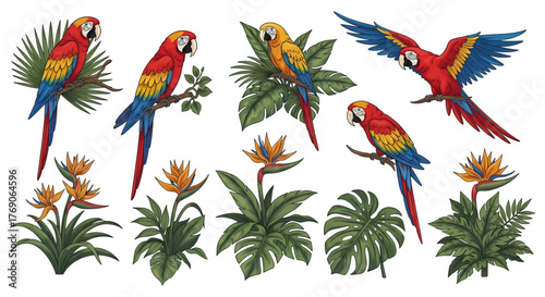Vibrant Macaws and Tropical Foliage in a Collection of Illustrations.
