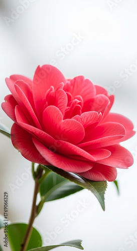 Vibrant Red Camellia Flower with Green Leaves on White Background bloom blossom