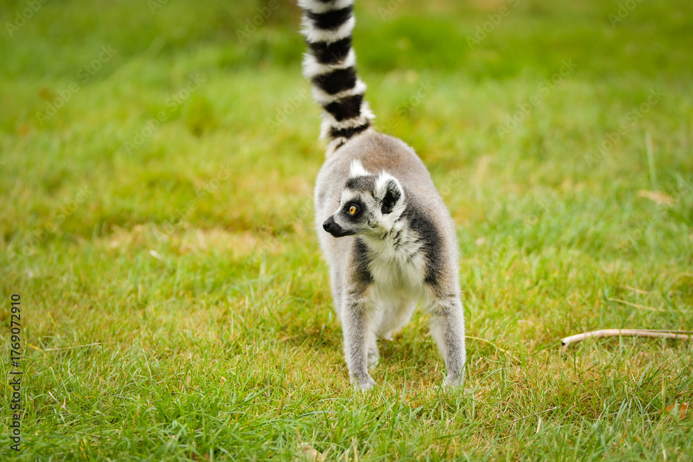 Obraz premium Ring-tailed lemur (Lemur catta) sitting and walking on green grass in a natural outdoor enclosure. Curious primate with long striped tail showing typical behavior and posture.