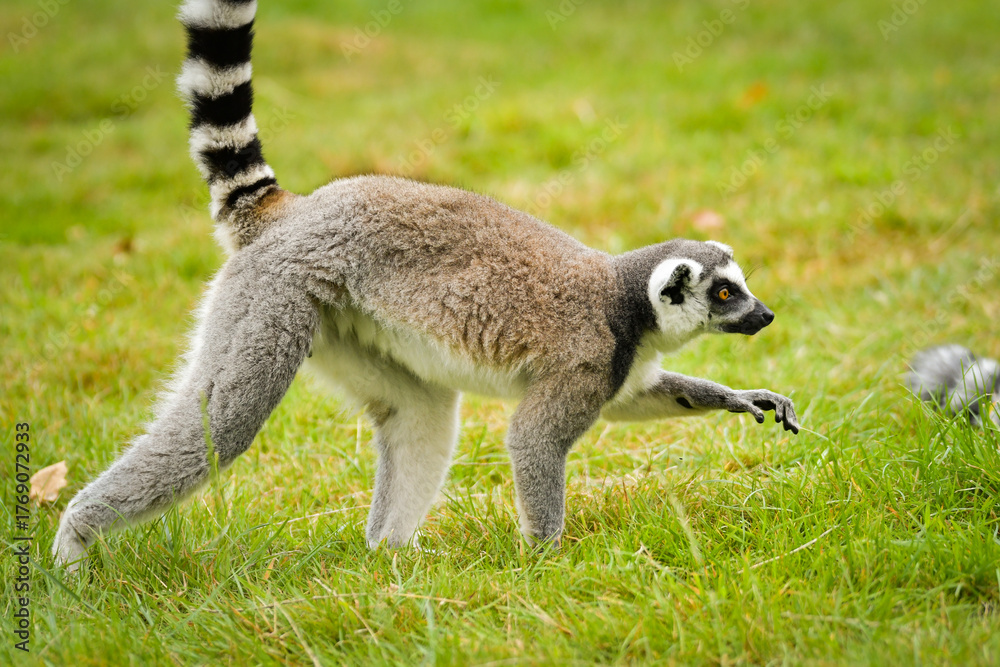 Obraz premium Ring-tailed lemur (Lemur catta) sitting and walking on green grass in a natural outdoor enclosure. Curious primate with long striped tail showing typical behavior and posture.