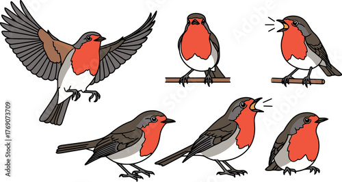 Set of European Robin Bird Illustrations in Various Poses.