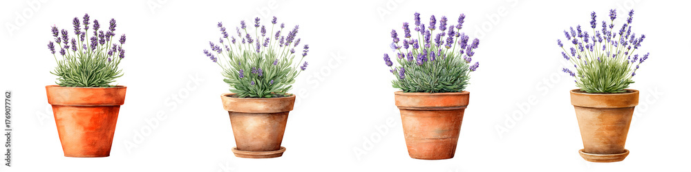 Fototapeta premium Watercolor Lavender Plants in Terracotta Pots Isolated on White