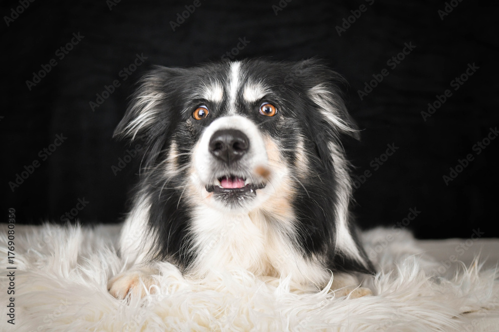 Fototapeta premium Border Collie lying on a rug, focused expression while watching and catching a treat. 