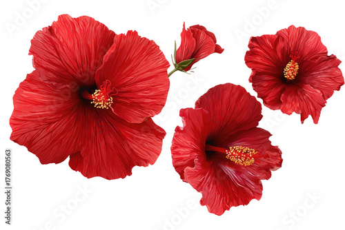 Vivid red hibiscus blooms isolated on a black background