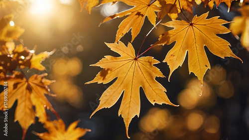 Golden Maple Leaves in Warm Autumn Sunlight