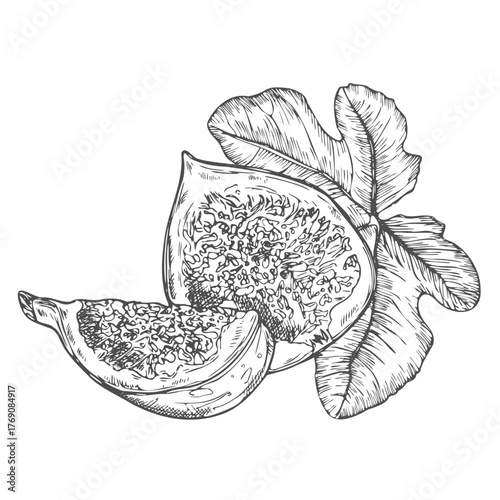 Set of fig fruit with leaves. Vector illustration. Botanical drawing of useful product. Sketch of berry silhouette in graphic style.