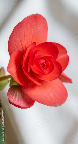 Delicate Red Begonia Flower with Soft Petals and White Background bloom blossom