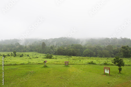 Dense Fog Rolling Over Lush Tropical Forest and Green Field Khao Yai