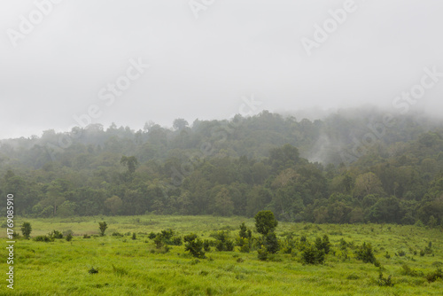 Misty Tropical Forest Backdrop Behind Green Khao Yai Grassland