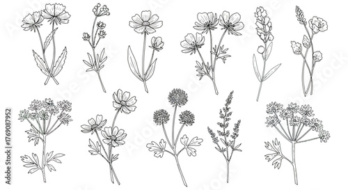 wildflowers line art illustrations for graphic design elements featuring detailed botanical drawings on white ideal for nature-themed creative projects.