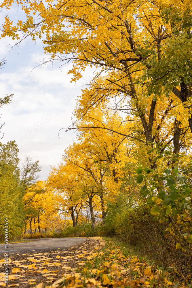 Fototapeta premium Peaceful autumn landscape in the Republic of Moldova with colorful forests, golden trees, and gentle sunlight