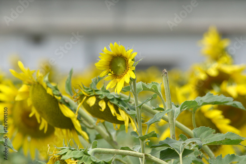 Closeup of a sunflower growing in a field of sunflowers during a nice sunny summer day, Sunflower natural background. flower blooming, Beautiful field of blooming sunflowers, Chakwal, Punjab, Pakistan