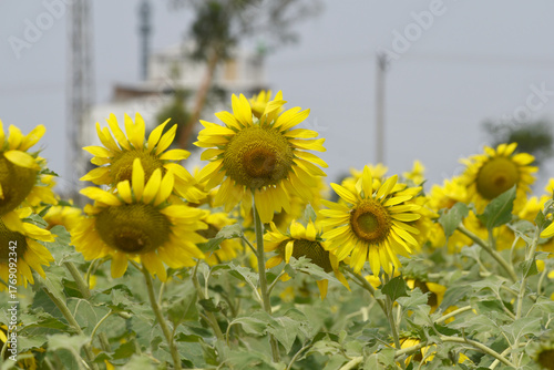 Closeup of a sunflower growing in a field of sunflowers during a nice sunny summer day, Sunflower natural background. flower blooming, Beautiful field of blooming sunflowers, Chakwal, Punjab, Pakistan