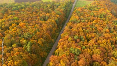 Country road leads through dense forest with fantastic autumn colors. Cinematic footage from a bird's eye view.