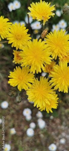 Yellow dandelion blooming among the green grass, highlighting its vibrant color in the natural environment