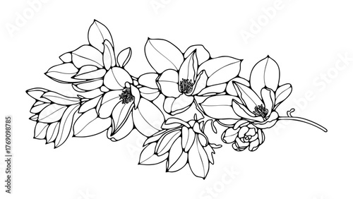 Hand drawn magnolia branch outline or sketch isolated on white background