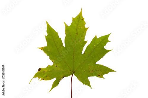 Autumn Leaves Branch Isolated On Transparent Background, Design Element